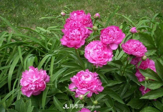 洛陽(yáng)牡丹花的特點(diǎn)是什么？(圖1)