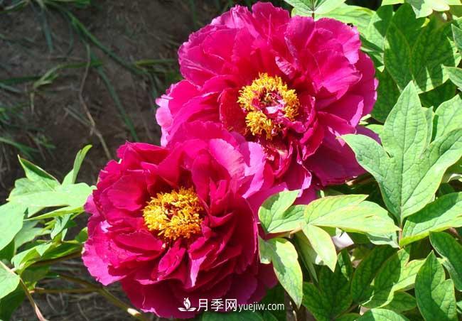 洛陽(yáng)牡丹花的特點(diǎn)是什么？(圖2)