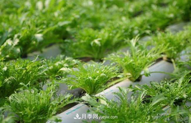 常見的無土栽培的花卉植物有哪些？(圖1)