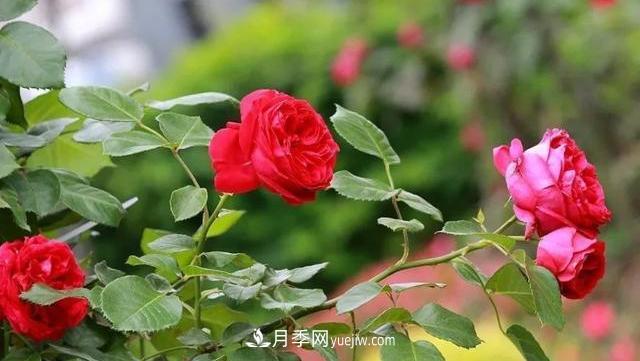 怎么讓高的月季長成矮的月季呢？(圖2)