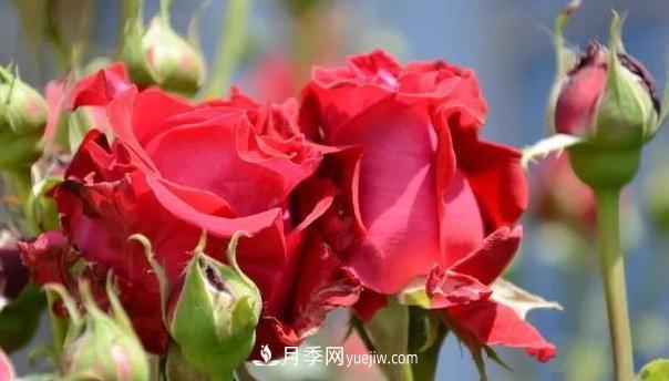 怎么讓高的月季長成矮的月季呢？(圖1)
