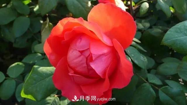 怎么讓高的月季長成矮的月季呢？(圖3)