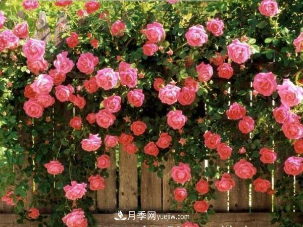 多季開花的藤本月季有哪些？(圖3)