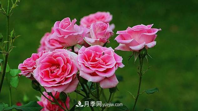 中國月季（國月）的魅力，南陽是中國月季核心原產(chǎn)地(圖1)