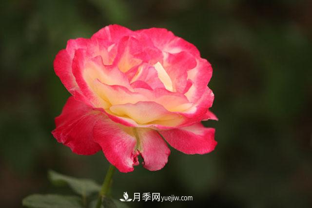 一年長占四時春—月季花，月季網(wǎng)帶你重新認識月季(圖1)