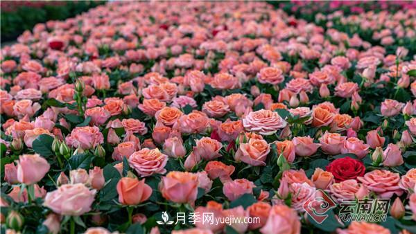 全國優(yōu)勢特色產(chǎn)業(yè)推進(jìn)會，昆明晉寧月季花卉產(chǎn)業(yè)獲點贊(圖2)