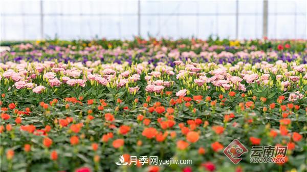 全國優(yōu)勢特色產(chǎn)業(yè)推進(jìn)會，昆明晉寧月季花卉產(chǎn)業(yè)獲點贊(圖3)
