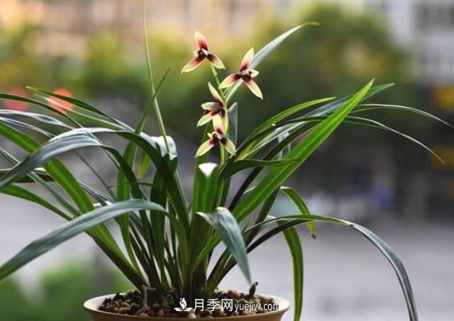 買(mǎi)花卉如何健康有保證！注意這四點(diǎn)(圖1)