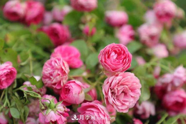 玫瑰的養(yǎng)殖方法和注意事項(xiàng)(圖1)