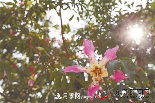 初冬時(shí)節(jié)，東莞市長(zhǎng)安鎮(zhèn)時(shí)令花卉大放異彩令人賞心悅目(圖2)