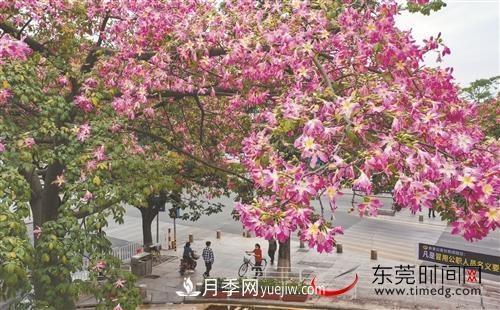 初冬時(shí)節(jié)，東莞市長(zhǎng)安鎮(zhèn)時(shí)令花卉大放異彩令人賞心悅目(圖3)