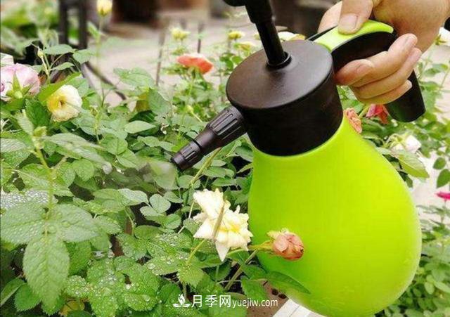 冬天花卉如何澆水？掌握三個(gè)澆水原則(圖1)