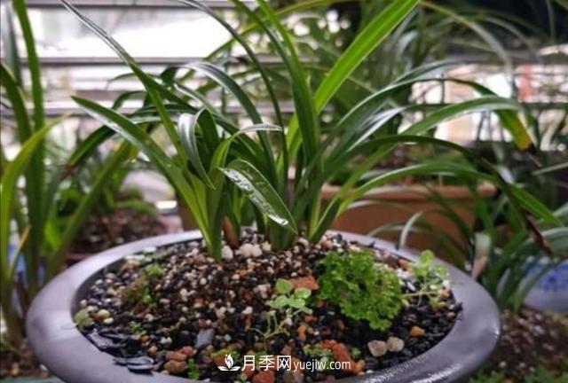 冬天花卉如何澆水？掌握三個(gè)澆水原則(圖2)