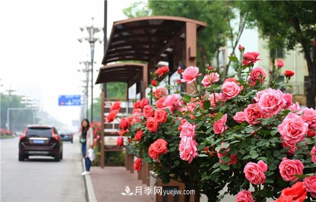 為什么市政園林綠化要選擇種樹狀月季呢？(圖2)