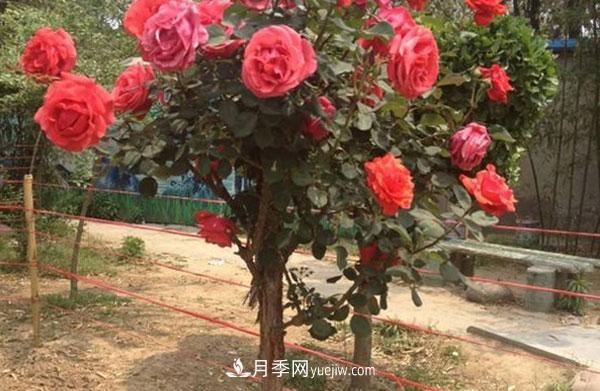 南陽(yáng)樹狀月季可以活幾年在于你的日常種植管理(圖1)
