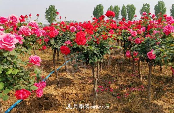 決定樹狀月季嫁接成活率的要素有哪些？(圖1)