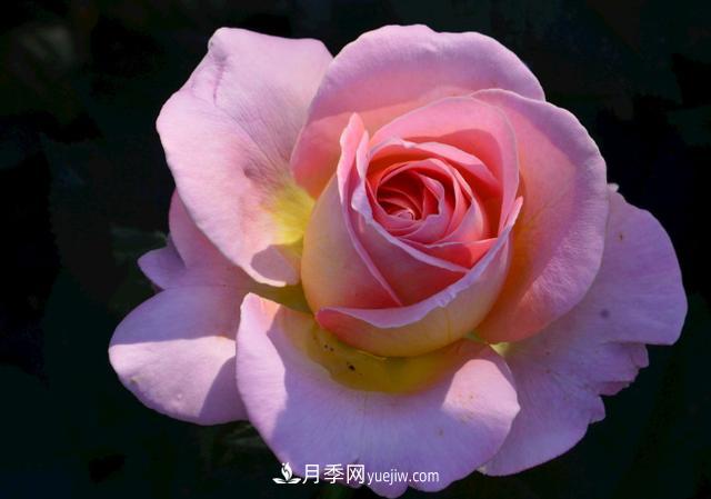 月季花，長(zhǎng)得好看，要養(yǎng)好要學(xué)會(huì)小技巧(圖1)