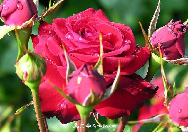 月季花，長(zhǎng)得好看，要養(yǎng)好要學(xué)會(huì)小技巧(圖3)