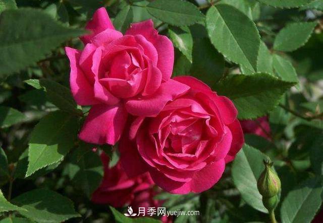 月季花，長(zhǎng)得好看，要養(yǎng)好要學(xué)會(huì)小技巧(圖2)