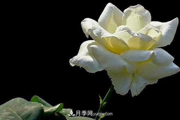 微型月季什么品種***好？微型月季怎么修剪枝葉？(圖2)