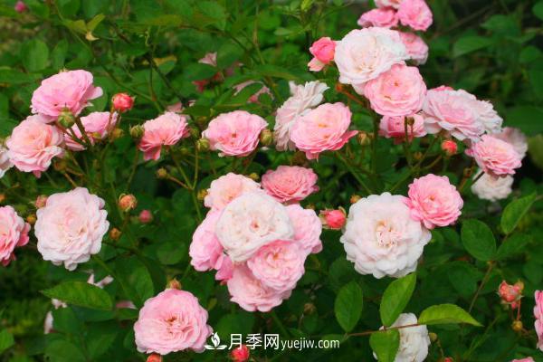 微型月季什么品種***好？微型月季怎么修剪枝葉？(圖1)