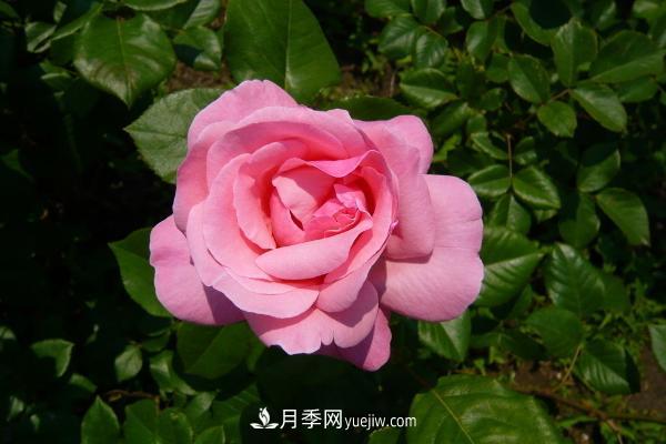 微型月季什么品種***好？微型月季怎么修剪枝葉？(圖9)