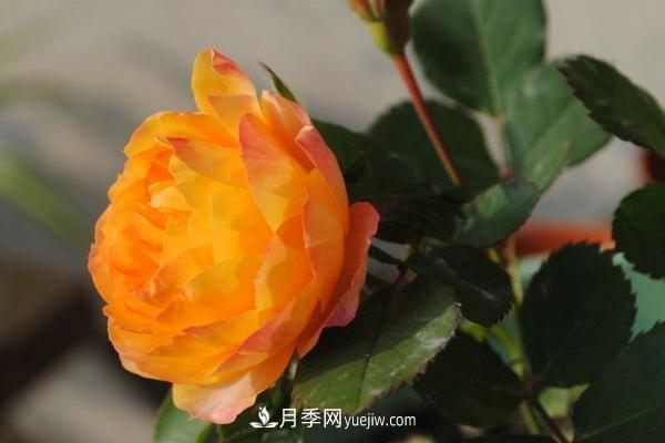 微型月季什么品種***好？微型月季怎么修剪枝葉？(圖6)