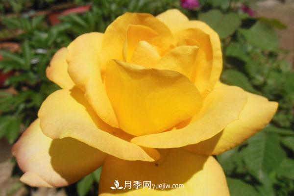 微型月季什么品種***好？微型月季怎么修剪枝葉？(圖4)