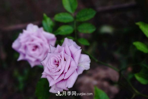 微型月季什么品種***好？微型月季怎么修剪枝葉？(圖7)