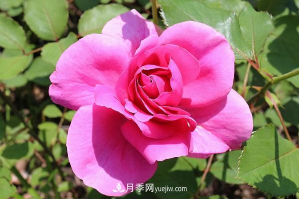 微型月季什么品種***好？微型月季怎么修剪枝葉？(圖5)
