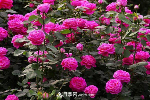 微型月季什么品種***好？微型月季怎么修剪枝葉？(圖12)