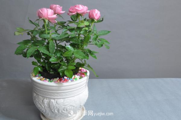 微型月季什么品種***好？微型月季怎么修剪枝葉？(圖11)