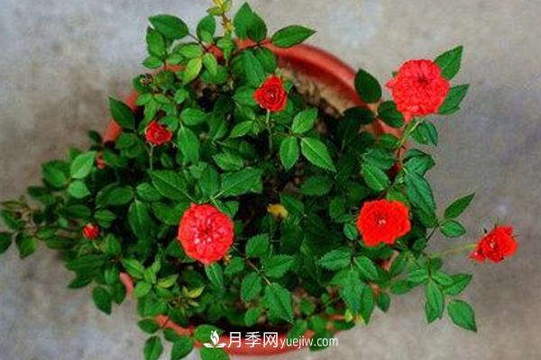 微型月季什么品種***好？微型月季怎么修剪枝葉？(圖10)