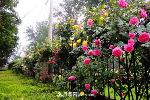 家庭陽臺怎么養(yǎng)藤本月季？盆栽藤本月季怎么澆水？(圖1)