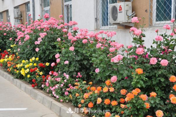 家庭陽臺怎么養(yǎng)藤本月季？盆栽藤本月季怎么澆水？(圖2)