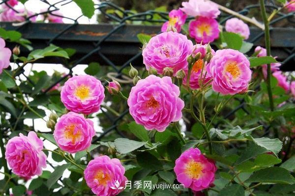 藤本月季怎么修剪枝葉？藤本月季如何過冬？(圖3)
