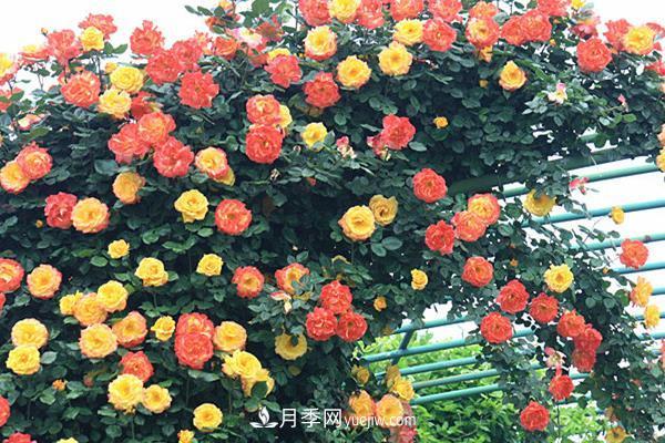 藤本月季怎么修剪枝葉？藤本月季如何過冬？(圖1)