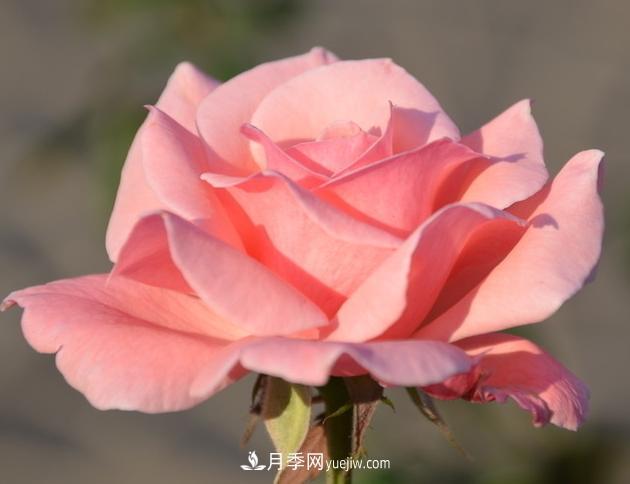 月季花的栽培技術(shù)和***佳種植時(shí)間？(圖2)