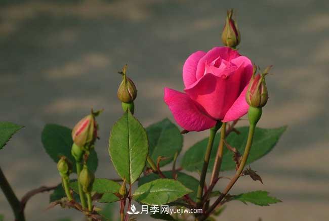 月季花的栽培技術(shù)和***佳種植時(shí)間？(圖1)