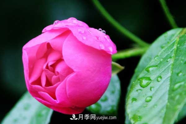 月季花的栽培技術(shù)和***佳種植時(shí)間？(圖4)