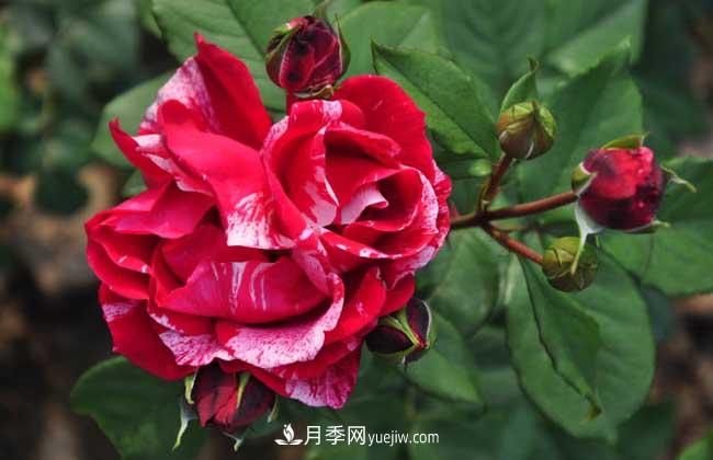 月季花葉子發(fā)黃怎么辦？種植前景如何？(圖1)