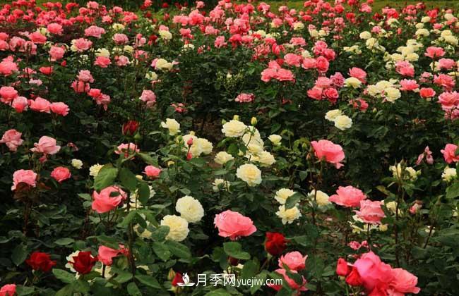 月季花葉子發(fā)黃怎么辦？種植前景如何？(圖5)