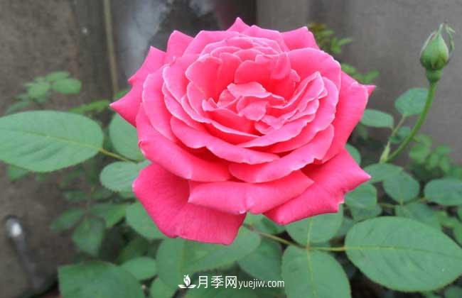 月季花葉子發(fā)黃怎么辦？種植前景如何？(圖4)