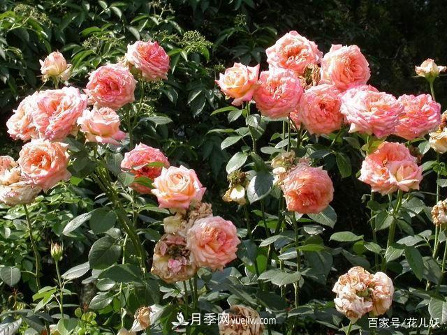 盆栽月季花掌握4個(gè)小技巧，長得“花繁葉茂”不難！(圖1)