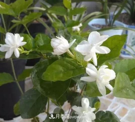 初冬適合養(yǎng)哪些花？這6種花好養(yǎng)又好看！(圖1)