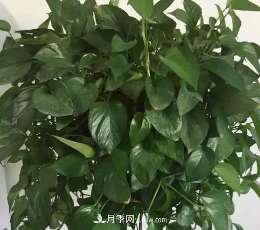 初冬適合養(yǎng)哪些花？這6種花好養(yǎng)又好看！(圖2)