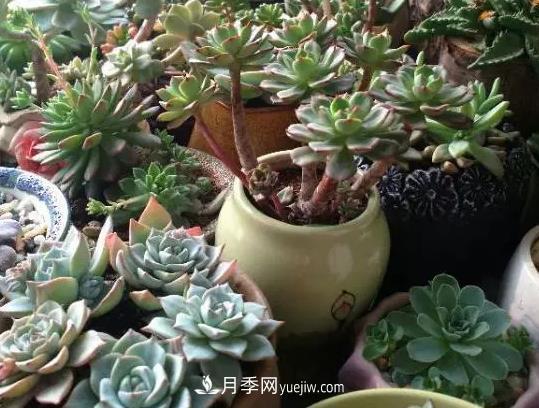 初冬適合養(yǎng)哪些花？這6種花好養(yǎng)又好看！(圖4)