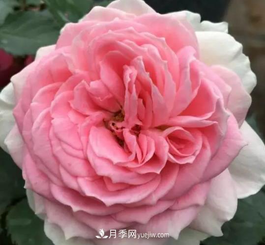 初冬適合養(yǎng)哪些花？這6種花好養(yǎng)又好看！(圖5)