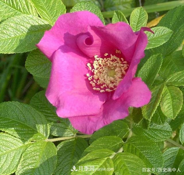 玫瑰和月季怎么區(qū)分？***簡單的方法是什么？(圖1)