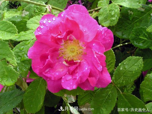 玫瑰和月季怎么區(qū)分？***簡單的方法是什么？(圖4)